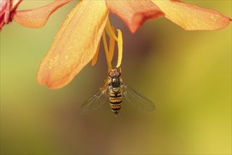 Common hoverfly (Eupeodes corollae) adult insect on an orange garden Crocosmia flower, Suffolk,