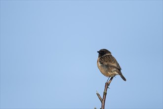 European stonechat (Saxicola rubicola) adult male bird singing on a tree branch, Suffolk, England,