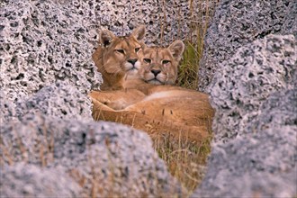 Female Cougar foraging, South America, Chile, Torres del Peine NP, Felis concolar patagonia, Torres