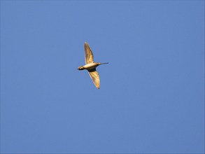 Common Snipe (Gallinago gallinago) in drumming display flight over breeding ground, three hours