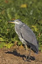 Grey heron (Ardea cinerea), Bad Dürkheim district, Rhineland-Palatinate, Federal Republic of