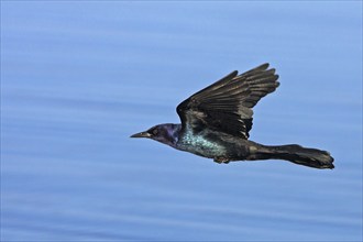 Boat-tailed grackle, (Quiscalus major), Joe Overstreet Landing, Osceola County, Florida, USA, North