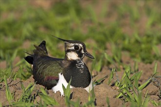 Breeding lapwing, (Vanellus vanellus), Worms district, Worms, Rhineland-Palatinate, Federal