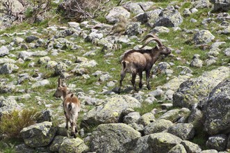 Two wild goats in a rocky landscape in the mountains with green vegetation, Gredos ibex (Capra