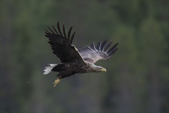 White-tailed eagle (Haliaeetus albicilla) in flight