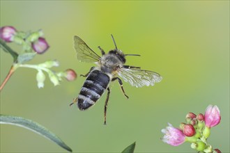 European honey bee (Apis mellifera) bee in flight, between the flowers of the common snowberry