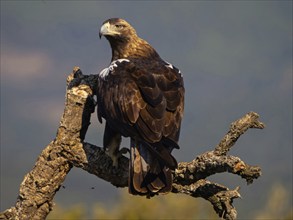 Spanish imperial eagle (Aquila adalberti), El Millaron Imperial Eagle Hid, Salorino, Extremadura