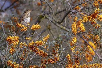 Song thrush (Turdus philomelos), Heligoland Island, Schleswig-Holstein, Federal Republic of Germany