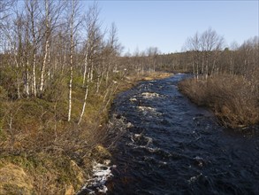 River flowing through Hairy Birch woodland (Betula pubescens), beside Pokka, May, Finnish Lapland