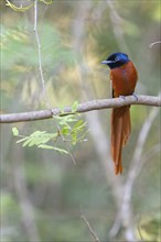 Senegal Paradise Flycatcher, (Terpsiphone rufiventer), Brufut woods, Brufut, South Bank, Gambia,