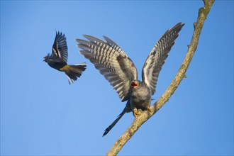 Common cuckoo (Cuculus canorus), male perched on a tree branch in spring, in a threatening pose,