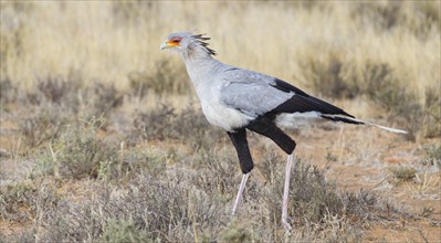 Secretary bird (Sagittarius serpentarius), S, Mountain Zebra National Park, Cradock, Western Cape,