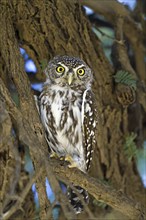 Little Owl (Glaucidium perlatum) in the daytime nesting site Kalahari South Africa