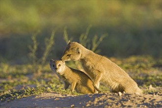 Fox mongoose with young, (Cynictis penicillata) Kalahari, South Africa. Africa, two animals, young