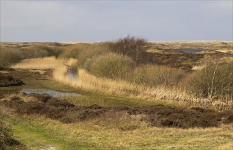 Natural waterways and lakes between sand dunes in nature park de Bollekammer, fringed with reeds