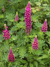 Garden Lupins (Lupinus Polyphyllus), pink and purple lupine flowers, covered in raindrops, in a