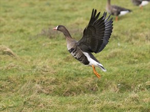 White-fronted goose (Anser albifrons) taking off in flight, from a meadow, island of Texel, Holland