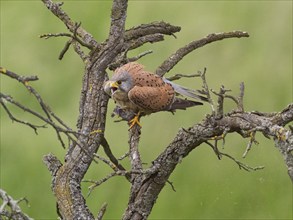 A kestrel perched on a twisted branch with prey in its talons, partially crouched, calling to