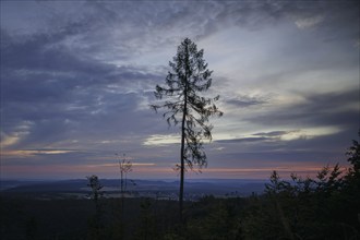 Symbolic photo on the subject of forest dieback. Bare trees at dawn on an area infested by the bark