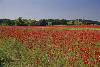 Europe, Germany, Mecklenburg-Western Pomerania, Poppy field near Göhren-Lebbin, Göhren-Lebbin,