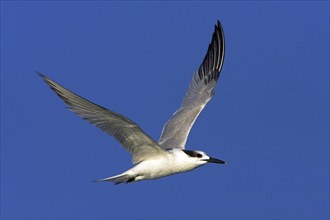 Sandwich tern (Sterna sandvicensis), Bowman's Beach, Sanibel Island, Florida, USA, North America