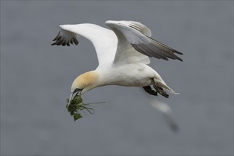 Northern gannet (Morus bassanus) adult bird in flight carrying vegetation for nesting material,