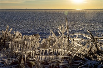 Harrison Twp, Michigan, Ice coated vegetation on the shore of Lake St Clair after a heavy rainstorm