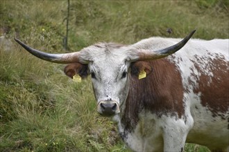 Texas Longhorn cattle on a mountain pasture near St. Nikolaus im Sölktal, Niedere Tauern, Styria,