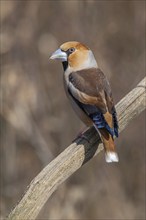 Hawfinch (Coccothraustes coccothraustes) sitting on a branch in the forest in winter. Bas-Rhin,