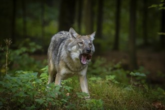 Moritzburg Game Reserve, Moritzburg, Saxony, Germany, Europe