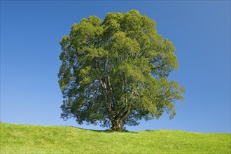 Large lime tree in Oberägeri, Canton Zug, Switzerland, Europe