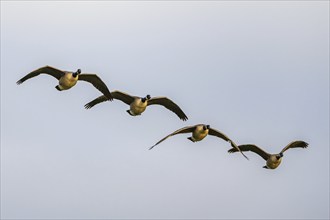 Canada Goose, Branta canadensis, birds in flight on sky over marshes