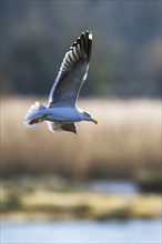 Yellow Legged Gull, Larus michahellis, bird in flight over marshes at sunrise