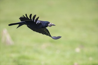 Rook (Corvus frugilegus) in flight, Hüde, Lower Saxony, Germany, Europe