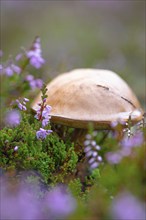 Orange birch bolete (Leccinum versipelle), common heather (Calluna vulgaris), heather, mushroom,