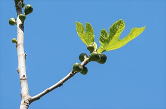 Young fig branch with fresh, green leaves and small figs, real fig (Ficus carica), also fig tree,