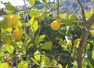 Lemons (Citrus × limon) on a tree in the sunlight, lemon tree with green and ripe yellow fruits,