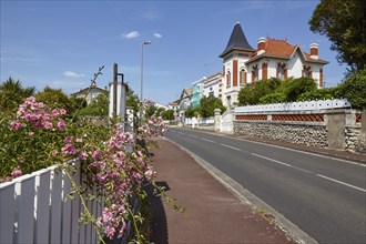 Magnificent residential building and white fence with french rose (Rosa gallica) on a street in