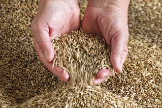 Grain in one hand, grain, harvest, harvest thanksgiving, agriculture, yield, Vechta, Lower Saxony,