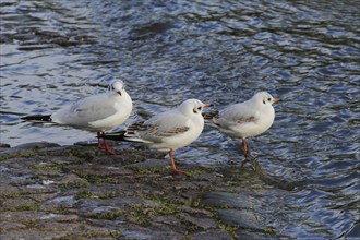 Gulls (Larinae) on the Elbe in winter, Saxony, Germany, Europe