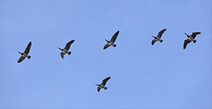 Flock of Barnacle Geese (Branta leucopsis), Goldhöft, Geltinger Birk, Gelting, Schleswig-Holstein,