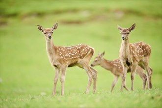 Red deer (Cervus elaphus) fawns standing on a meadow in the mountains in tirol, Kitzbühel, Wildpark