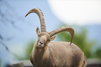 Alpine ibex (Capra ibex) male, portrait, wildlife Park Aurach near Kitzbuehl, Austria, Europe