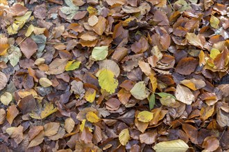 Colourful autumn leaves lie on the ground, Germany, Europe