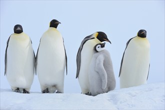 Emperor penguins (Aptenodytes forsteri), Group of Adult with Chick, Snow Hill Island, Antartic