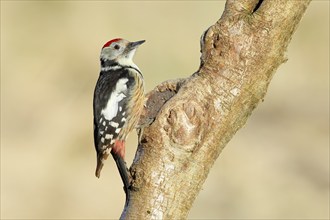 Middle Spotted Woodpecker (Dendrocopos medius) sitting on a branch, Animals, Birds, Woodpeckers,