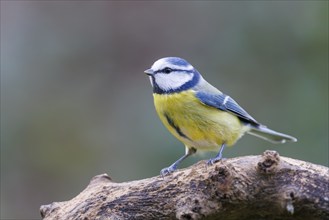 Blue tit (Cyanistes caeruleus), Germany, Europe