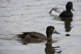 Greater scaup (Aythya marila), female with male, Reykjavik, Iceland, Europe