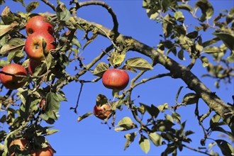 Ripe apple (or apples) on a tree in a meadow orchard in autumn