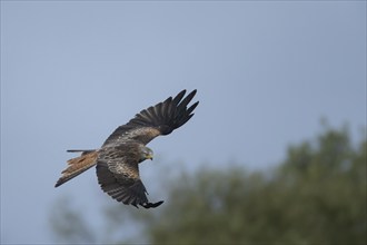 Red kite (Milvus milvus) adult bird in flight, Wales, United Kingdom, Europe